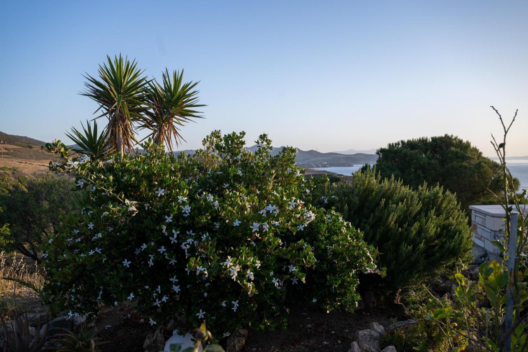 'Sophie'S Villa' Akrotiri  Exteriör bild