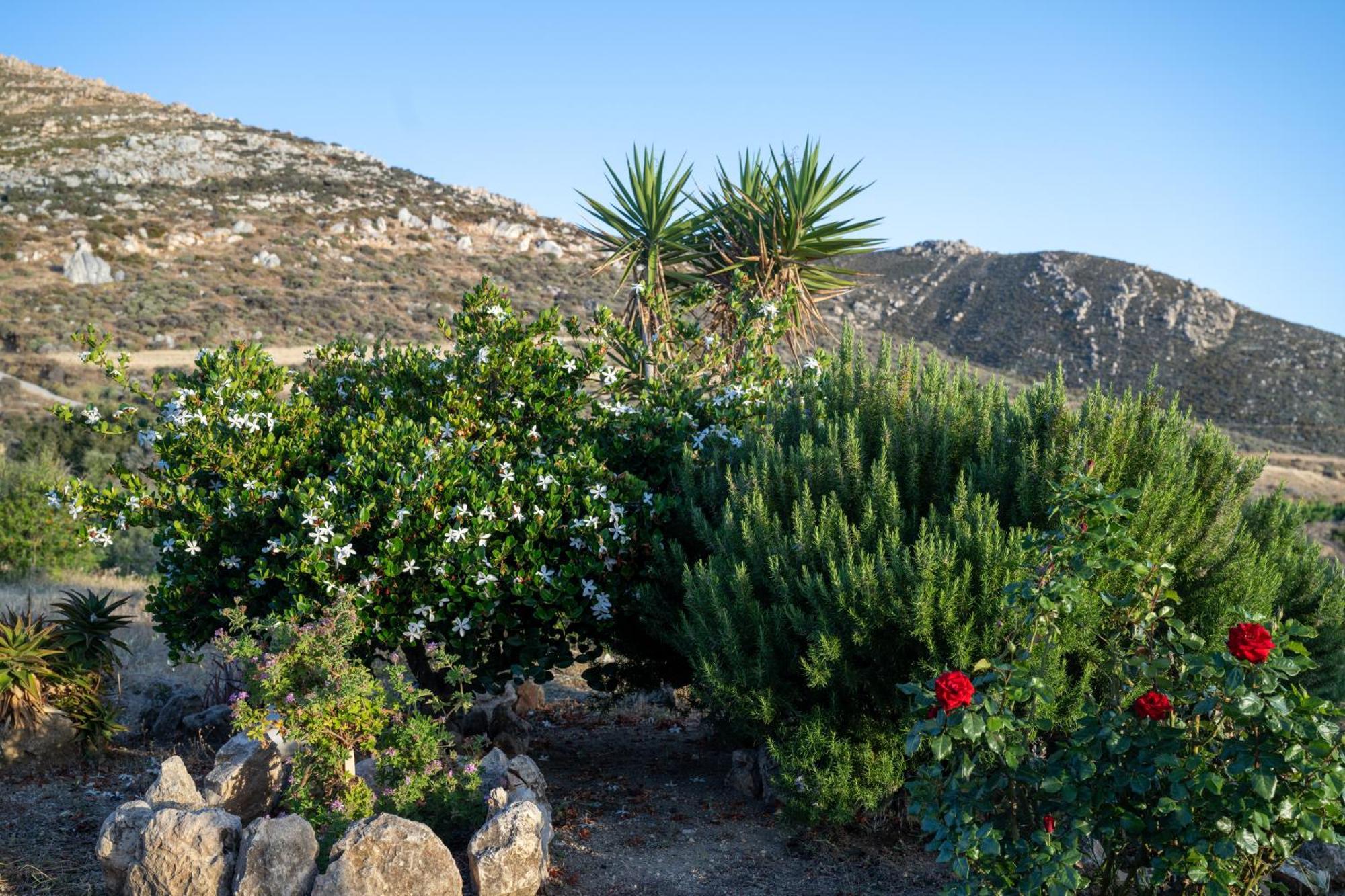 'Sophie'S Villa' Akrotiri  Exteriör bild